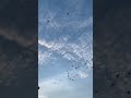 Paas Aaiye Ki Hum Nahi Aayenge Baar Baar ️ WhatsApp Status Lag Ja Gale Song Status Sanam