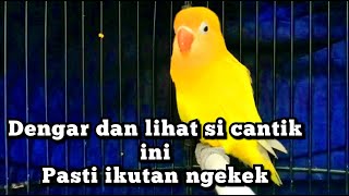Download lagu LOVEBIRD NGETIK SAMBUNG NGEKEK PANJANG mp3