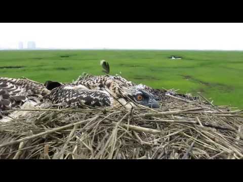 Osprey nestlings playing dead