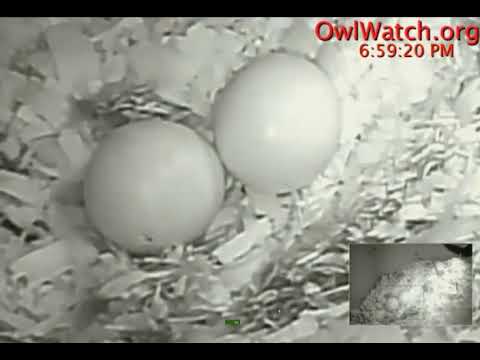 Owlwatch Barred Owls, Peeping egg while hatch in progress 2019 01 23