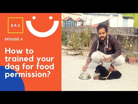 How to Train Your Dog Stay and Food Permission Easy Way || Dodo the Rottweiler | Bong Rider Santanu