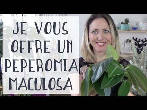, title : 'Peperomia Maculosa : Conseils de culture + Concours sur Instagram'