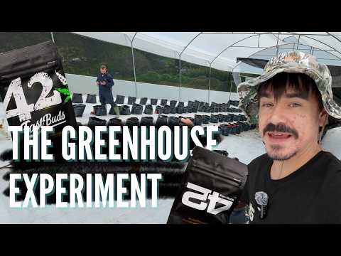 The Autoflower Greenhouse Experiment Begins | Fast Buds Genetics