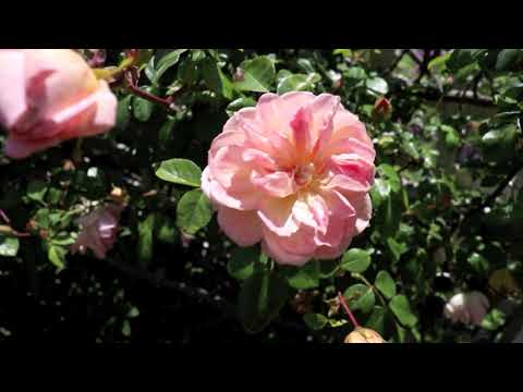 Welcome to Nairn Street Cottage.