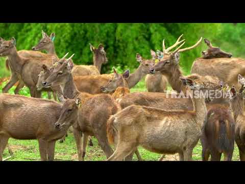 DUNIA BINATANG | SI CANTIK DAN GAHAR BORNEO (25/12/17) 2 - 3
