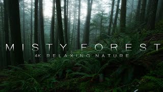 DARK and MISTY Forest - 4K ULTRA HD - RELAXING Nature Video