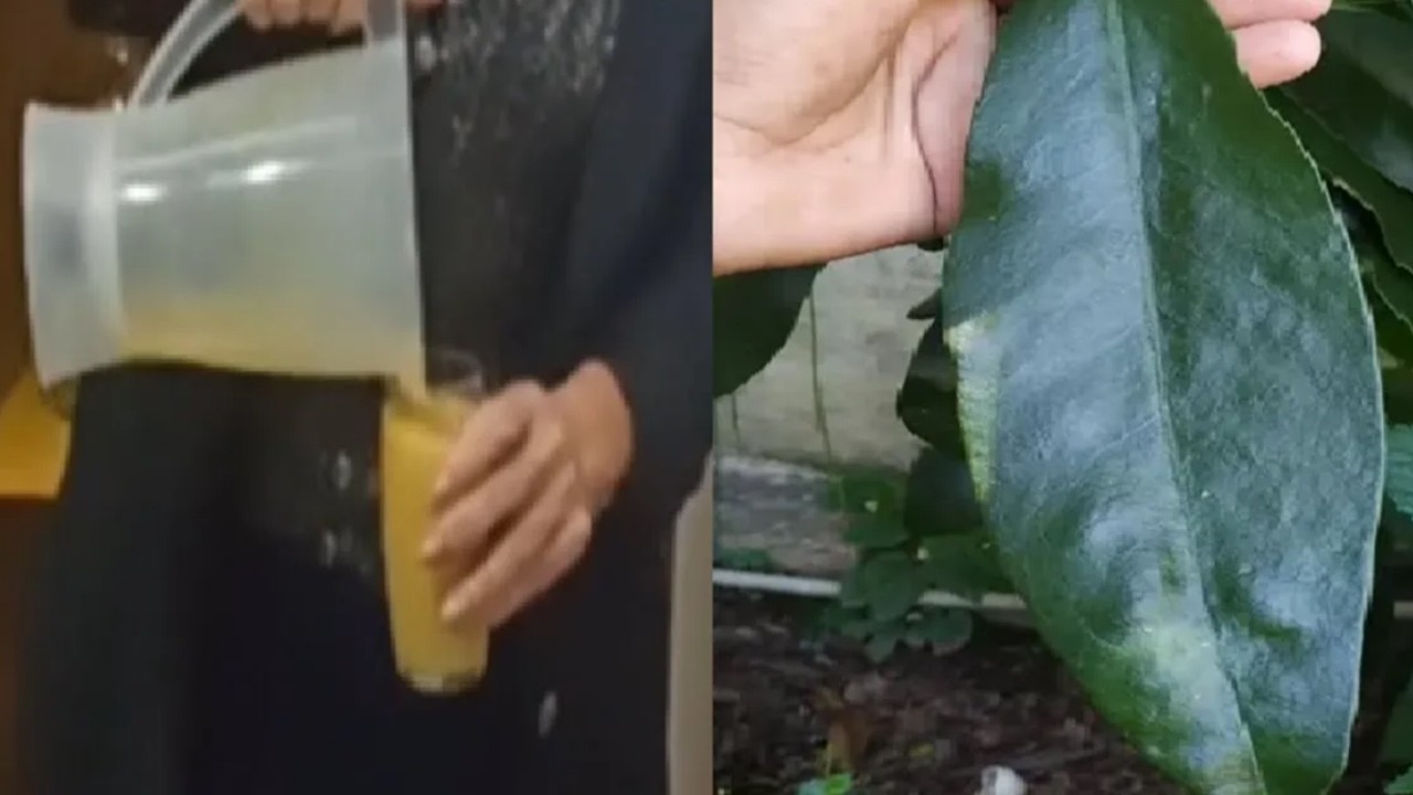 Dor na Coluna, nas Pernas, Nervos, Artrose, Articulações... #Remédio 💖 MARILENE SARAH FIALHO