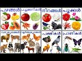 wild animals| domestic animals| vegetables|fruits|Birds|flowers| colours|insects names in Malayalam