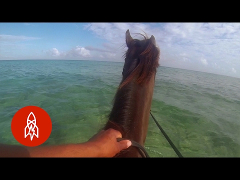 騎著絲綢。在蒙特哥灣與馬游泳 (Riding Silk: Swimming With Horses In Montego Bay)
