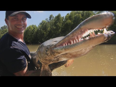 CE POISSON EST UN DINOSAURE VIVANT ! - Cyril Chauquet