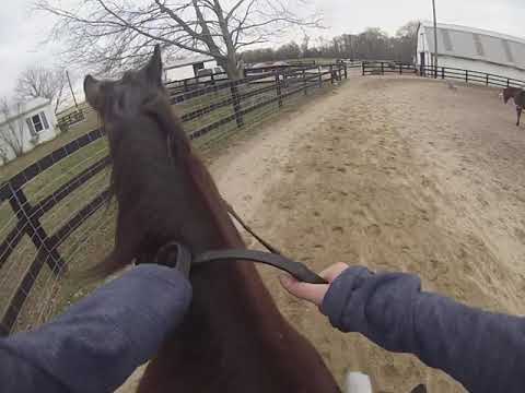 12/12/2020 Naomi cantering on her bad side where she likes to run into the middle of the arena.