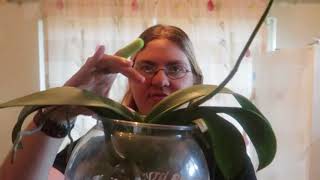 plant update some good updates and some bad what happened?