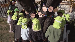 12月5日【びわ湖放送ニュース】桜の木とお別れをする園児たち「見守ってくれてありがとう」