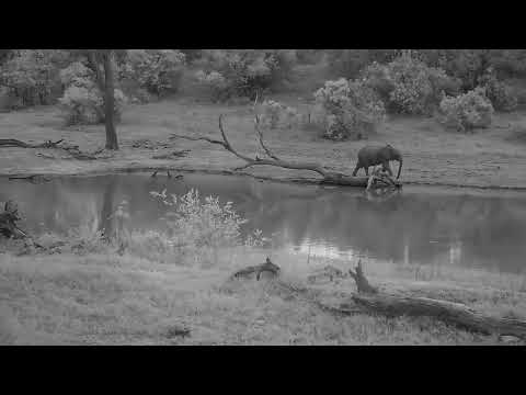Djuma: Elephants feeding and getting drink at dam - 17:42 - 10/10/2023