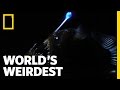 Weird Killer Of The Deep World S Weirdest
