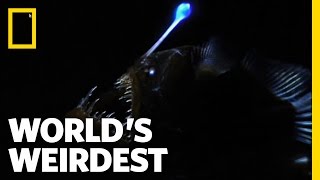 World's Weirdest - Weird Killer of the Deep