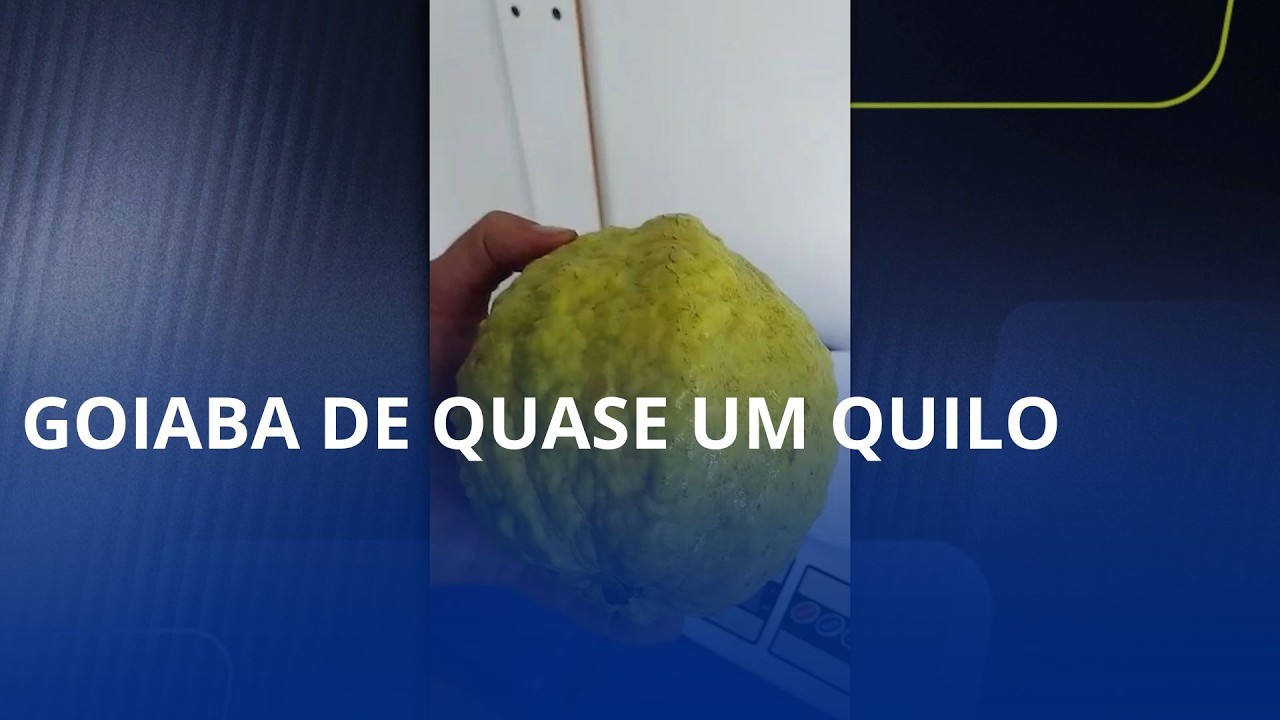 Goiaba de quase um quilo. Fruta foi colhida no sítio Vô Bibo, em Trombudo Central