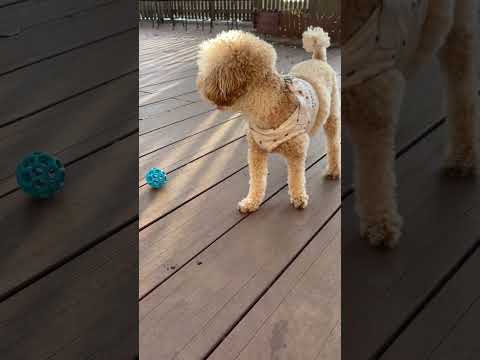 経営学科 ドッグランで遊ぶトイプードル14ヶ月 #toypoodle #トイプードル