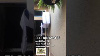 ELSHADAY-189 