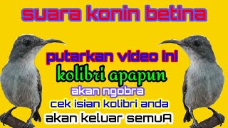 Download lagu kolibri ninja betina birahi memanggil jantan |] pancingan konin Macet-bakaln-lesu jadi cepat gacor mp3