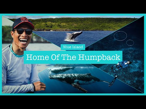 Home of Humpback - Niue Island