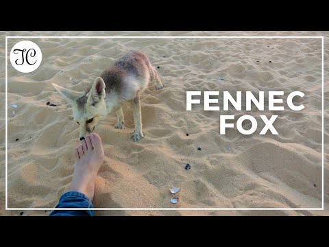 The smallest fox | Fennec | Big Ears | Black & White Desert | Egypt ( CC )