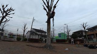 【定点カメラ】木登り練習【10倍速】