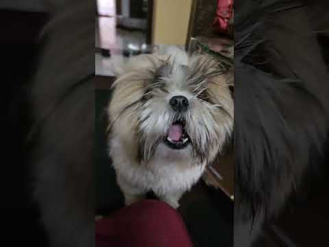 shih tzu dog barking sound #shorts #youtubeshorts #shortsfeed #dog #viral