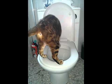 Bengal cat using the toilet.