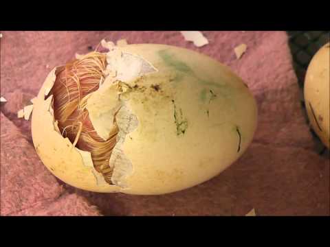 A szarvasmarha szalagféreg lárvajának neve - Borsó féreg tojás