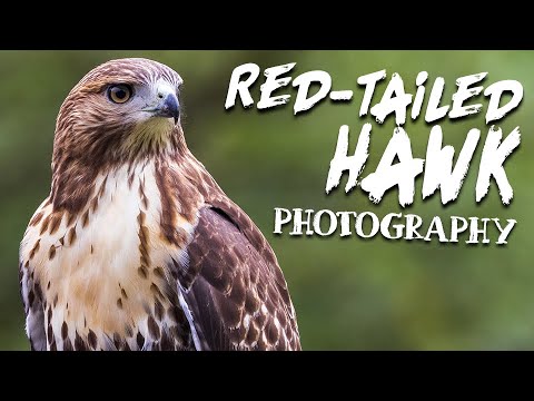 Red-tailed Hawk Wildlife Photography with a Canon R5