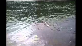 preview picture of video 'J Ames River Inn Elkton Oregon Steelhead Fishing Umpqua River'