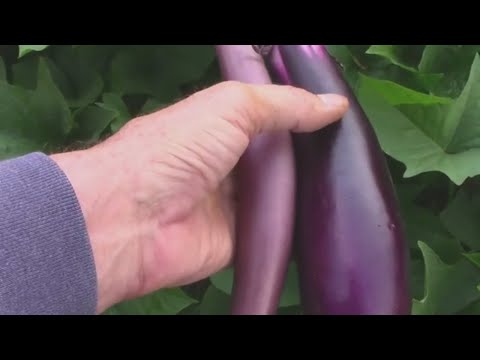 Harvesting Mitoyo Rosita Ping Tung and Little Fingers Eggplants