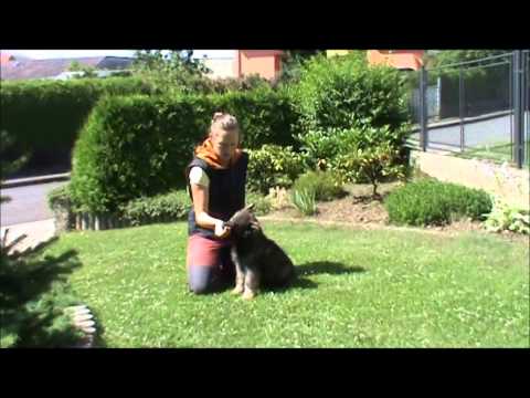 Cheynne z Jukasu - for sale - first obedience 10,5 weeks