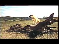 Opening To Old Yeller 1985 VHS Version 2