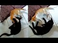 Epic Kitty Fight Funny Kitty
