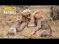 LION KING The Secrets Of The Rulers Animal Documentary
