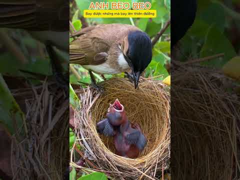 Chim mẹ mớm mồi cho chim con và chim con tặng quà #shots