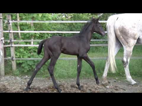 Beau Gosse v. Lossow