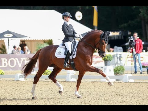 So Unique - Stallion Collection Schockemoehle & Helgstrand 2021 ENG