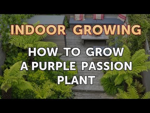 How to Regrow a Broken Aloe Leaf