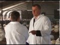 В хозяйстве "Родное подворье" намерены довести поголовье индейки до 15 тысяч