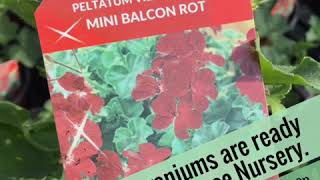 Download lagu Pelargoniums are ready at Clockhouse Nursery. mp3