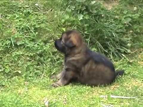 Coudy z údolí Úpy x Honey z údolí Úpy - věk 4 týdny