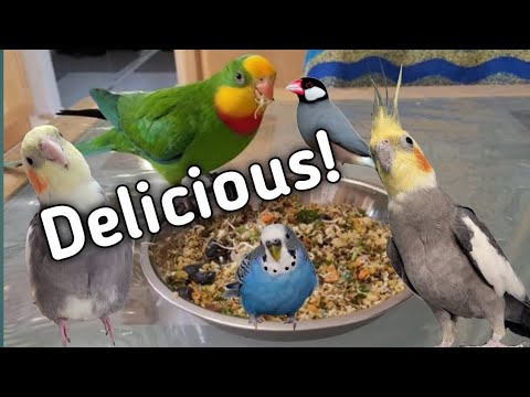 Delicious Fall Bird Chop Recipe: A Feast for Your Feathered Friends!