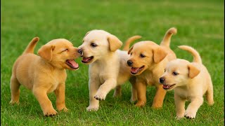 子猫、ウサギ、子牛、ネズミと遊ぶかわいい赤ちゃん犬 - 楽しい動物アドベンチャー！