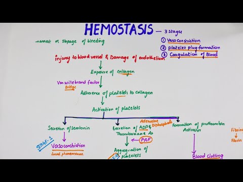 Hemostasis | Easy Flowchart | Physiology