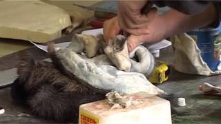 Jacques Gilbert Taxidermiste