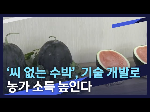 '씨 없는 수박', 기술 개발로 농가 소득 높인다
