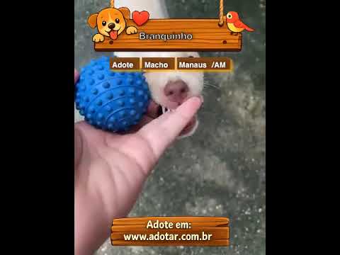 Vídeo de Branquinho